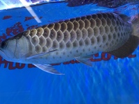 Malaysian Golden Polkadot Crossbelly Blue Base Arowana