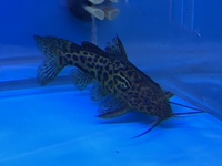 Synodontis Schoutedeni Golden Congo Catfish