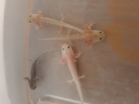 Axolotl juveniles for sale