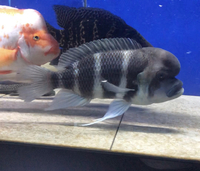 Frontosa cichlid