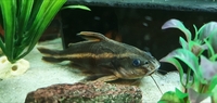 Striped Raphael Catfish (talking catfish)