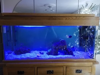 Marine fish tank with 1 fish and anemone