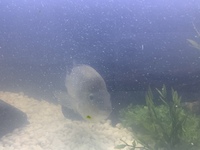 Large 7 inch cichlid for sale