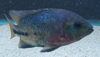 Synsplium Cichlid 4 - 5 inches £30