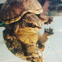 Musk turtle