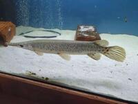 Predator tropical for sale in Hull arowana. African tiger, vampire.