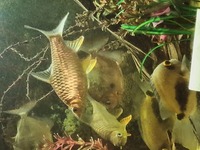 4 XL Lemonfin Barbs sale or swap