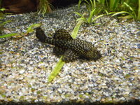 :Amazon Puffer x 1  :Bristlenose Pleco x 4