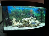 Bargain: £250 Wild Zebroides lumbilila + Juwel Tank + FX6 filter + 30kg rock