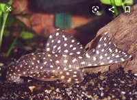 Snow ball pleco L201 4"