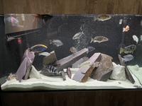 Mature african cichlids for sale