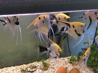 Angel Fish