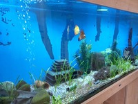 6ft, 510 litre ND Aquatics Aquarium for sale