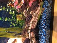 Convict Cichlids babies for sale