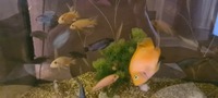 Tank closure cichlids mbuna and parrot fish