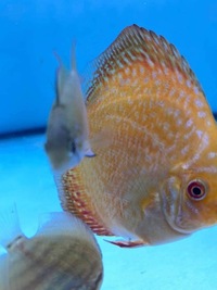 Discus fry red rafflesia x albino Marlboro £20