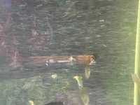 Random male female guppies £1.50 each 4 for a £5