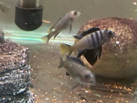 Juvenile Mbuna for sale - Pseudotropheus Elongatus Mpanga