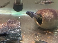 Juvenile Mbuna for sale - Pseudotropheus Elongatus Mpanga