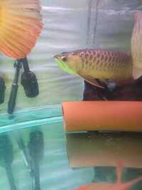 HBRG arowana , tiger dat and stingray