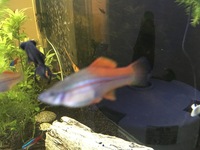 swordtail