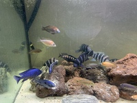 Zaire Mobo Frontosas, Tropheus, Sapphire Hap, Calvus Pearls and other high end Cichlids for Sale or Swap