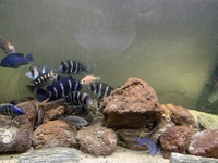 Zaire Mobo Frontosas, Tropheus, Sapphire Hap, Calvus Pearls and other high end Cichlids for Sale or Swap