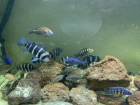 Zaire Mobo Frontosas, Tropheus, Sapphire Hap, Calvus Pearls and other high end Cichlids for Sale or Swap