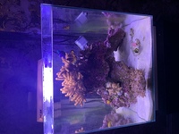 Newa nano tank