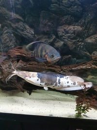 Clarias catfish