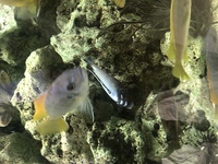 Malawi cichlids