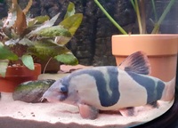 Large clown loaches