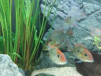 Large Geophagus Surinamensis trio and breeding red head Tapajos.