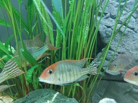 Large Geophagus Surinamensis trio and breeding red head Tapajos.