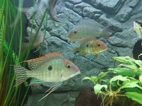 Large Geophagus Surinamensis trio and breeding red head Tapajos.