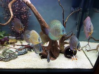 9 beautiful wild strain discus from Punchard Discus