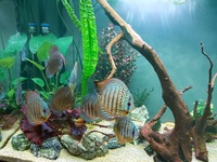 9 beautiful wild strain discus from Punchard Discus