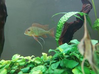 Trio of Geophagus Surinamensis and Red head Tapajos breeding group