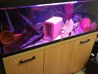 4ft aquamanta aquarium, oak stand, full tropical set up