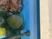 Show size Sailfin tang