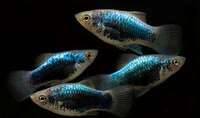 BLUE TUXEDO PLATY 10 FOR £15