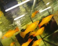 GOLD COMET SWORDTAILS 5 FOR £10