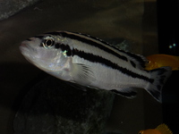 Adult Mbuna for sale. Sussex