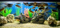 Malawi Cichlids For Sale - (bulk)