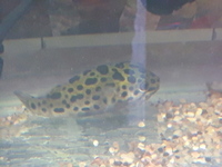 Green Spotted Puffer