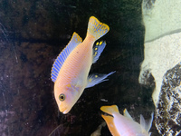 Malawi cichlids & Frontosa - SOLD