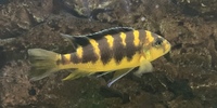 Malawi cichlids & Frontosa - SOLD