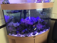 Jewel Trigon 190 Marine Tank