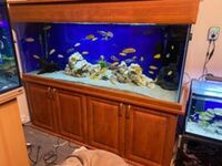 Various Malawi Cichlids for sale