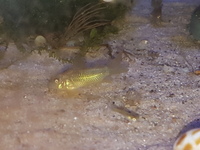 Corydoras